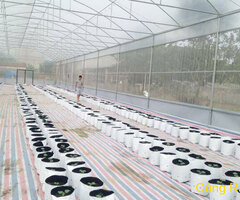 Túi trồng dưa lưới, túi pe 40x40, Túi pe 17 x 33 cm, túi nhựa trồng cây, bán túi pe trồng cây