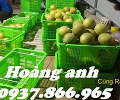 Sọt đựng của quả có thoát khí, sọt có quai sắt 2 đầu