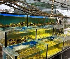 Buffet hải sản tươi sống tại Đà Lạt