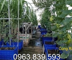 Khay nhựa bít trồng cây, nuôi côn trùng - khay đựng linh kiện giá tốt / 0963 839 593 Ms.Loan