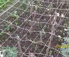 Lưới làm giàn bầu, lưới làm giàn cho cây bầu, trồng bí xanh bằng giàn lưới, bán lưới giàn leo